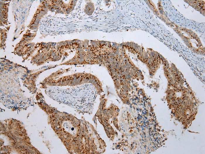 FAM3D Antibody