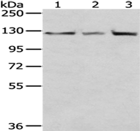 IPO5 Antibody