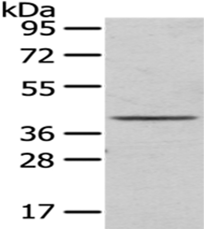 TOR1A Antibody