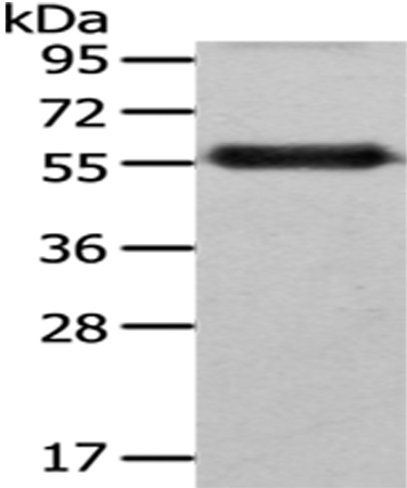 FZR1 Antibody
