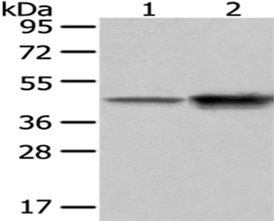 CD14 Antibody
