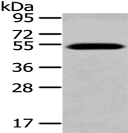 TCN2 Antibody
