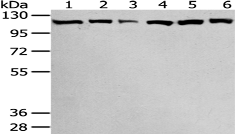 SND1 Antibody