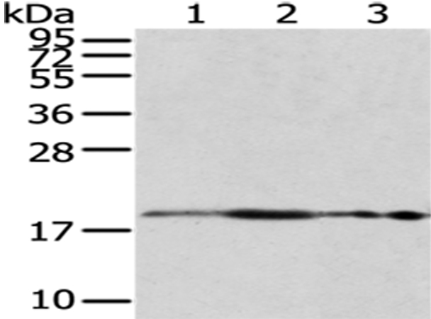 RPS10 Antibody
