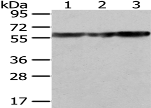 ATP5A1 Antibody
