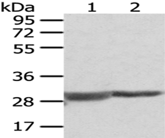 COMT Antibody