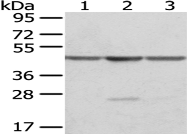 OAT Antibody