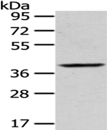 PLEK Antibody