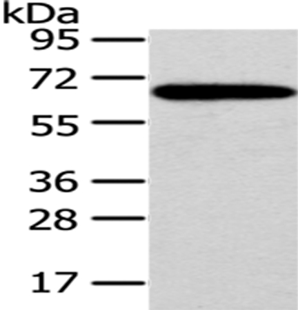 SF1 Antibody