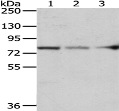 ACSS2 Antibody