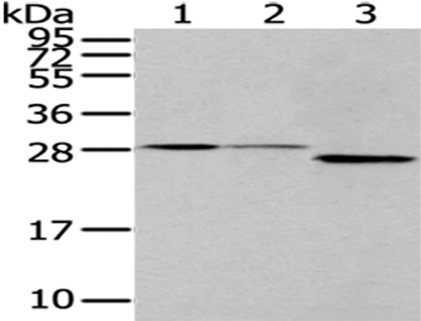 EEF1B2 Antibody