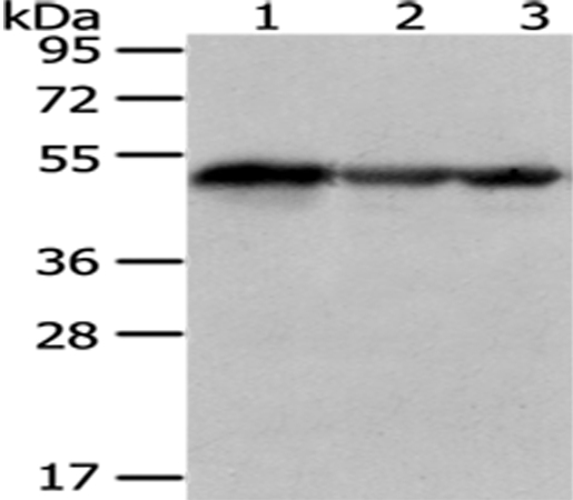 KYNU Antibody