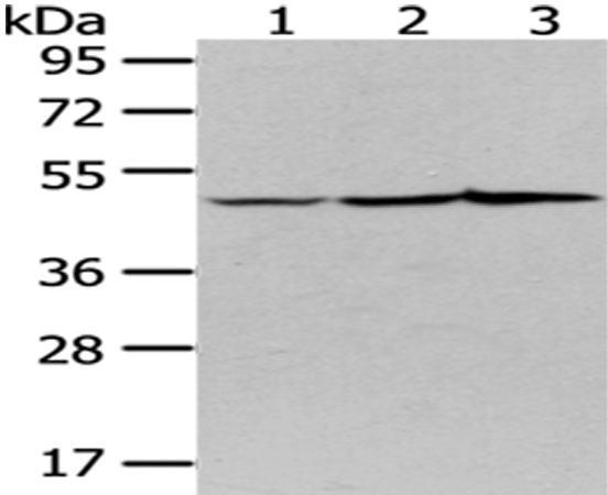 NUDC Antibody