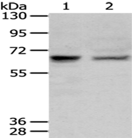 PPP2R1B Antibody