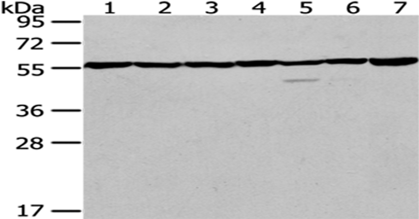 PRPF19 Antibody