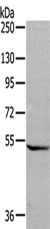GDF7 Antibody