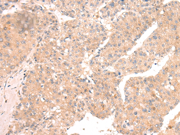 TLR9 Antibody