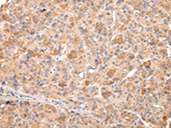 RERE Antibody