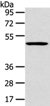 HTRA1 Antibody