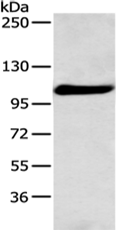 FOLH1 Antibody