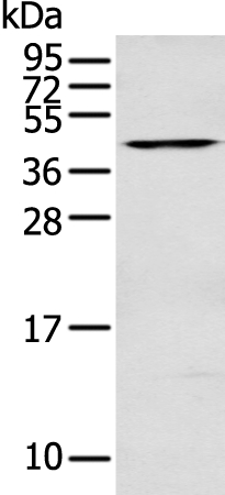 DNASE2 Antibody