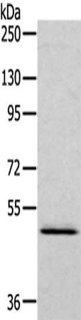 RCC1 Antibody