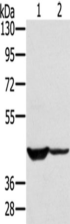 SOX2 Antibody