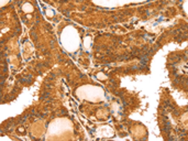 TRIM25 Antibody