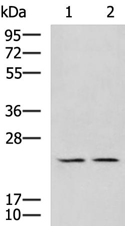 UBTD1 Antibody