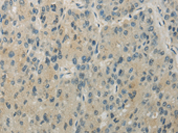 RHOU Antibody
