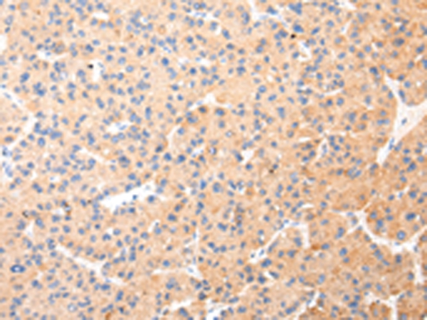 KRT20 Antibody