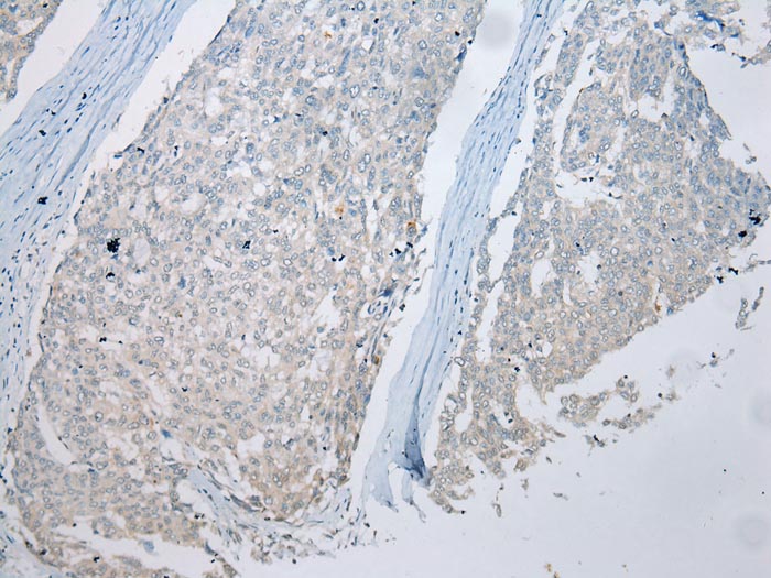 MUC7 Antibody