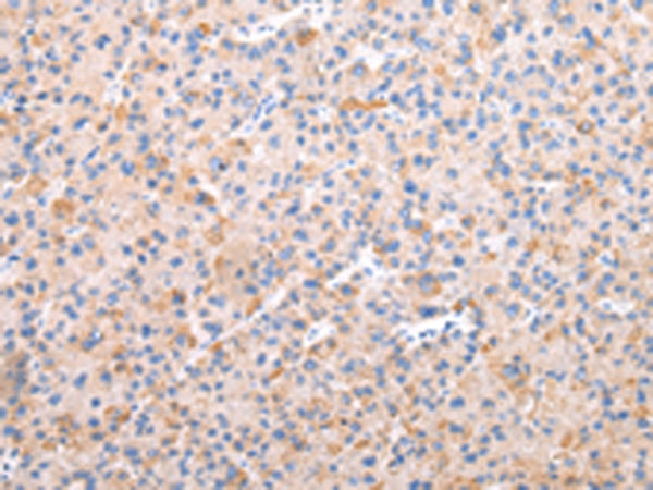 AXIN1 Antibody