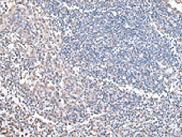 COX4I1 Antibody