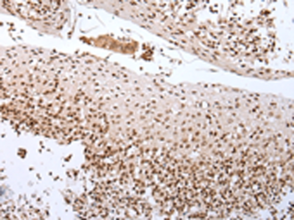 CUL1 Antibody