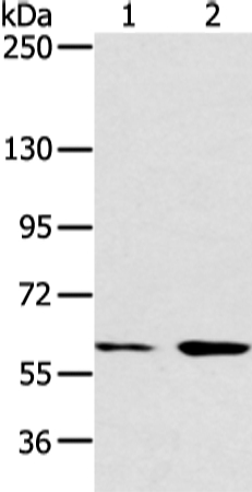 ATG16L1 Antibody