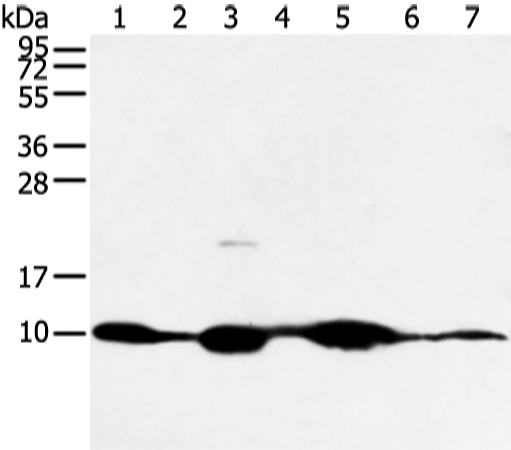 COX7C Antibody