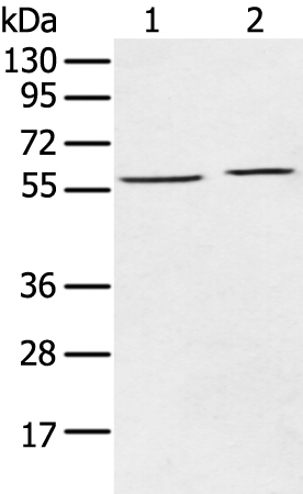 ECM1 Antibody