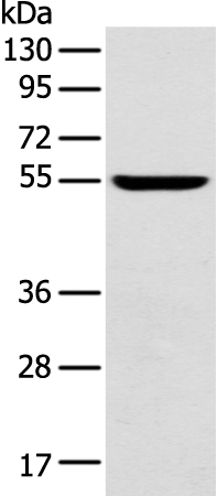 FOXG1 Antibody