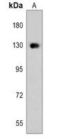 FBLN2 Antibody