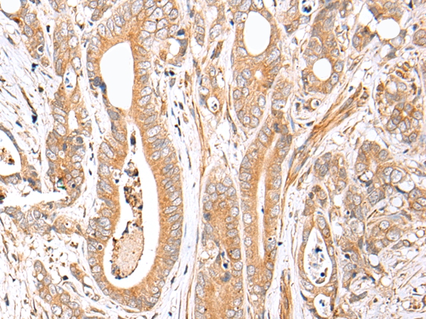 FPR1 Antibody