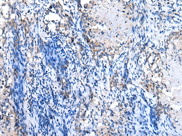 GJB1 Antibody