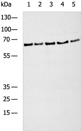 SLC2A6 Antibody