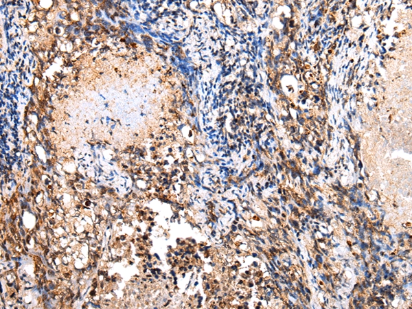 COX8C Antibody