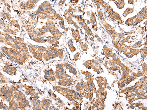 COX7A2L Antibody