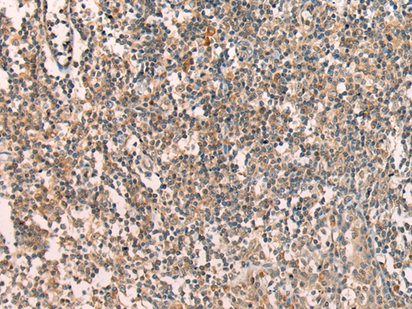 APCDD1 Antibody