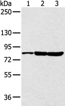 CCNT2 Antibody