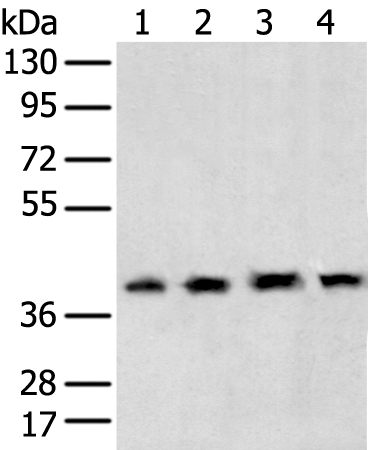 TBP Antibody