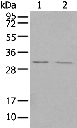 TREM1 Antibody