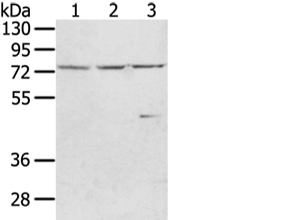 WRAP53 Antibody